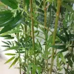 Bambou artificiel brise vue 1