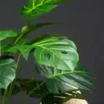 Monstera artificielle 4