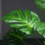 Monstera artificielle 5