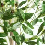 Olivier artificiel 150 cm 2