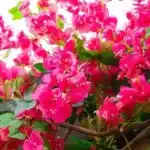 Bougainvillier artificiel 4