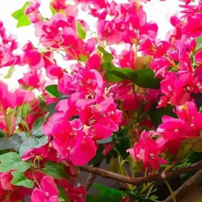 Bougainvillier artificiel 4