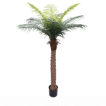 16m_coconut_tree_cleanup (3)