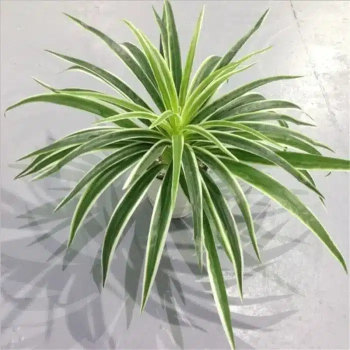 Plantes artificielles en plastique, branche de Chlorophytum, fausses plantes décoratives pour la maison, décoration de table intérieure en Pot, sans Pot 1