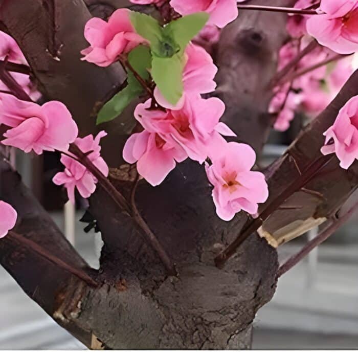 71B nucuqyL._AC_SX679 (1) Cropped (2)