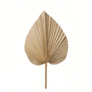 Feuille de palmier séchée​