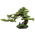 bonsai haut de gamme