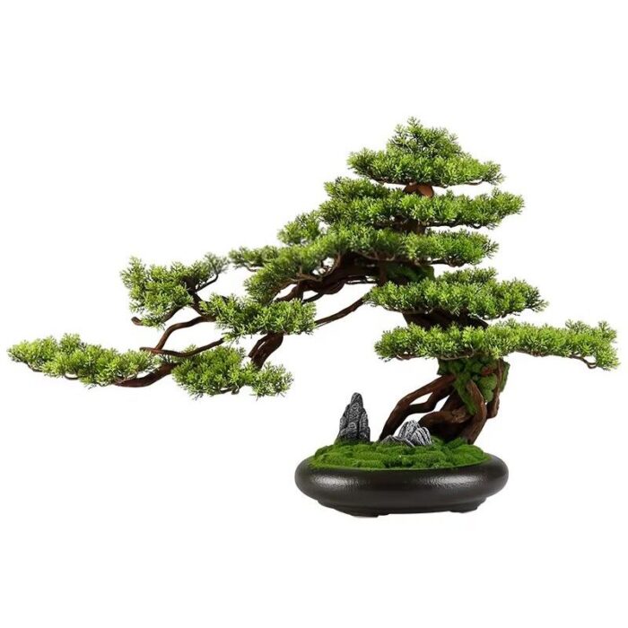 bonsai haut de gamme