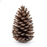 variant_images__b_1pc_10_12cm_cleanup