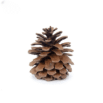 variant_images__a_5pcs_6_7cm_cleanup