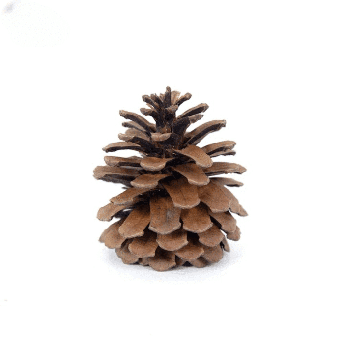 variant_images__a_5pcs_6_7cm_cleanup