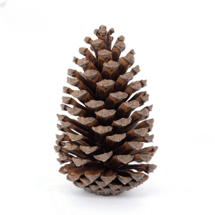 variant_images__b_1pc_10_12cm_cleanup