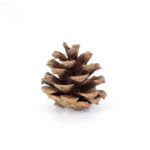 variant_images__c_10pcs_4_5cm_cleanup