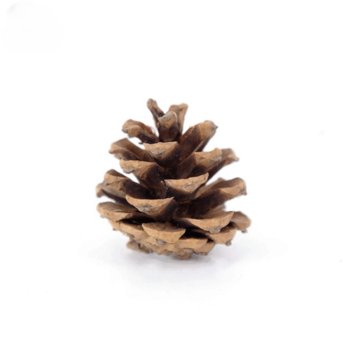 variant_images__c_10pcs_4_5cm_cleanup