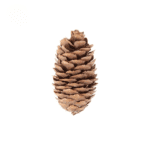 variant_images__d_10pcs_6_8cm_cleanup