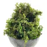 Mousse pour plante artificielle 2