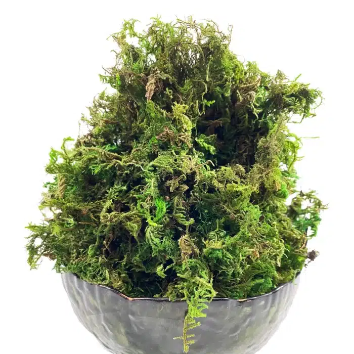 Mousse pour plante artificielle 2