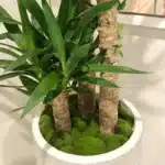 Galet mousse artificiel​ 3