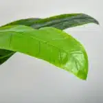 Bananier artificiel 150cm 5