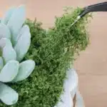 Mousse végétale artificielle 3