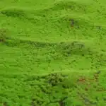 Mousse artificielle en rouleau 2