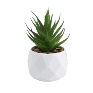 Succulente artificielle