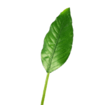 right_click_image__a33ed5f5-4fde-4cfc-94d2-3a36dec6f7cc-Photoroom