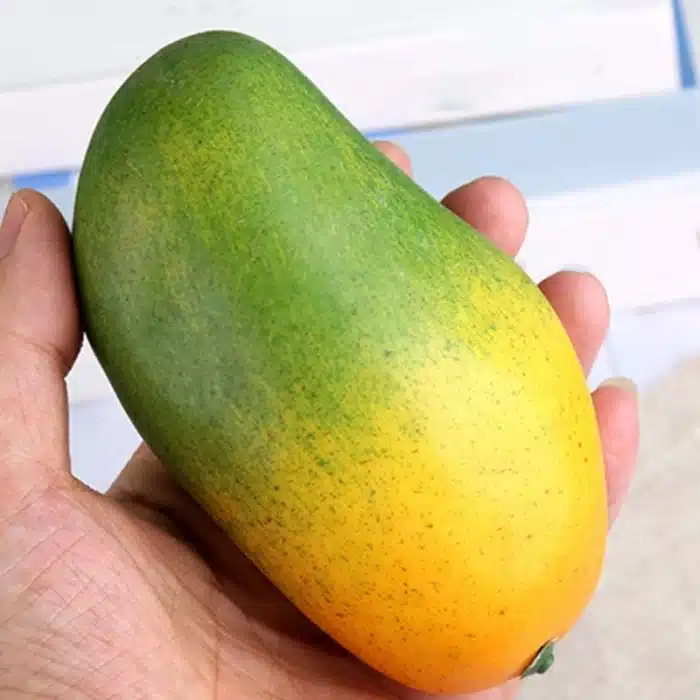 Mangue artificielle 4