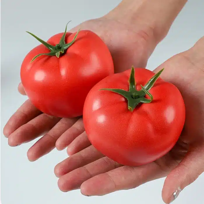 Simulation de tomates en mousse, faux légumes, modèle de tomate artificielle, ornements de cuisine, vitrine de supermarché, accessoires de photographie 3