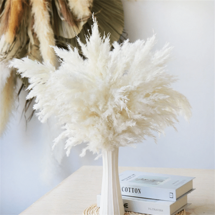 55cm_cream_color