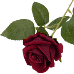 S10f8a93f90264b19be3e6f5fce1f079_cleanup-Photoroom