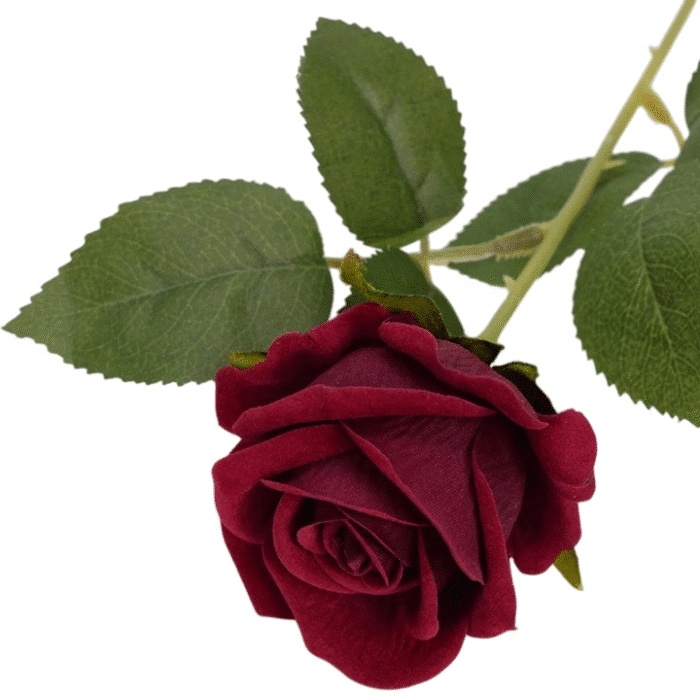 S10f8a93f90264b19be3e6f5fce1f079_cleanup-Photoroom