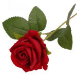 S8531f8fa2c924a5fadbe3fbcb368e18-Photoroom_cleanup