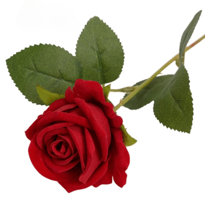 S8531f8fa2c924a5fadbe3fbcb368e18-Photoroom_cleanup