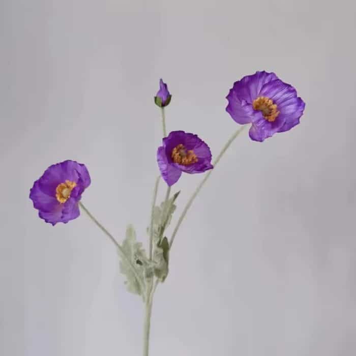 Scd2b9744178c4bc5af42ebb65e2d5e6