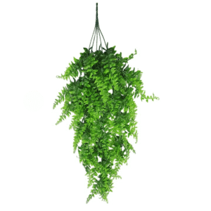 Fausse fougere tombante​