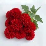 S2cf81dde87a24ca786c45f36786c20b