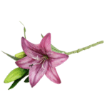 S425708e1e7164f099763fce3ebde75a_cleanup-Photoroom