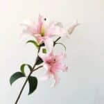 S92f76c1f697043f6b30aa26fcb84f08