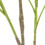 S9598325cf4d643bf9d97c1356a19a76