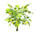 Sc650998b1942425c9e9004f517bc52c_cleanup