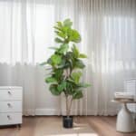 See654672ffe34a0aa9815380061d4e8