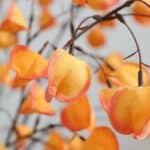 Sf11090007d0242508e7228ab44af91f